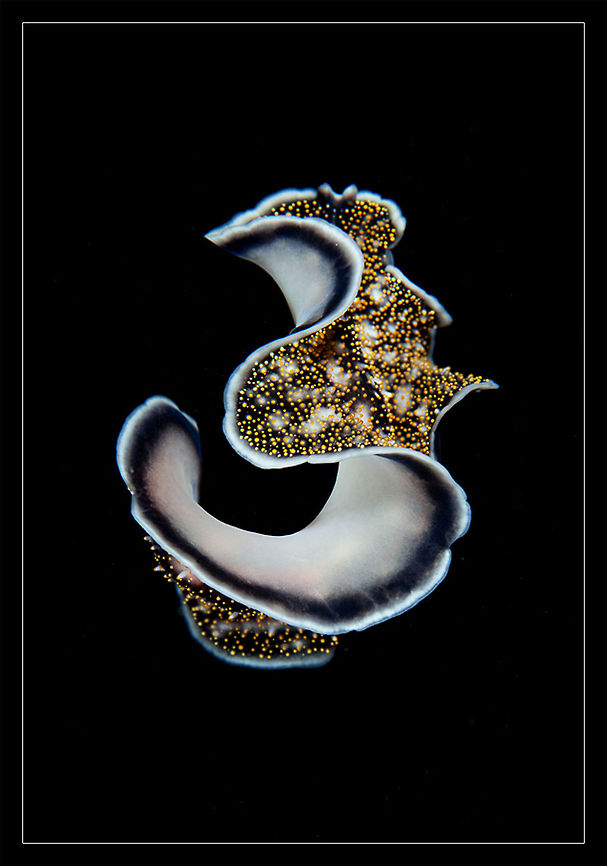 Acanthozoon sp. Flat worm, Philippines<br />
night dive Philippines,Thysanozoon nigropapillosum,flat,macro,night,worm