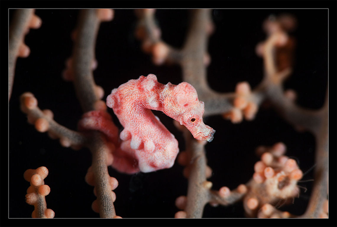 Pygmy Tiny pygmy sea-horse. Philippines. Denise,Denises pygmy seahorse,Hippocampus bargibanti,Hippocampus denise,Philippines,Pygmy seahorse,coral,pygmy,seahorse