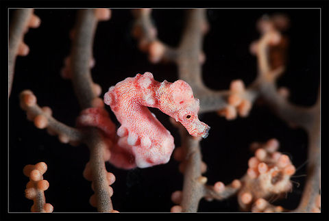 Pygmy Tiny pygmy sea-horse. Philippines. Denise,Denises pygmy seahorse,Hippocampus bargibanti,Hippocampus denise,Philippines,Pygmy seahorse,coral,pygmy,seahorse