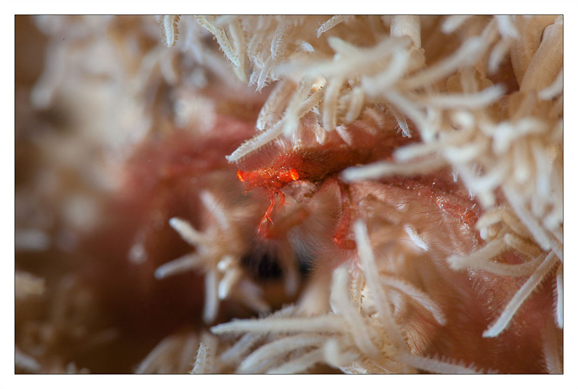 Orangutan Orangutan crab inside soft coral<br />
Philippines. Underwater macro Achaeus japonicus,Orangutan,Philippines,coral,crab,spider,underwater