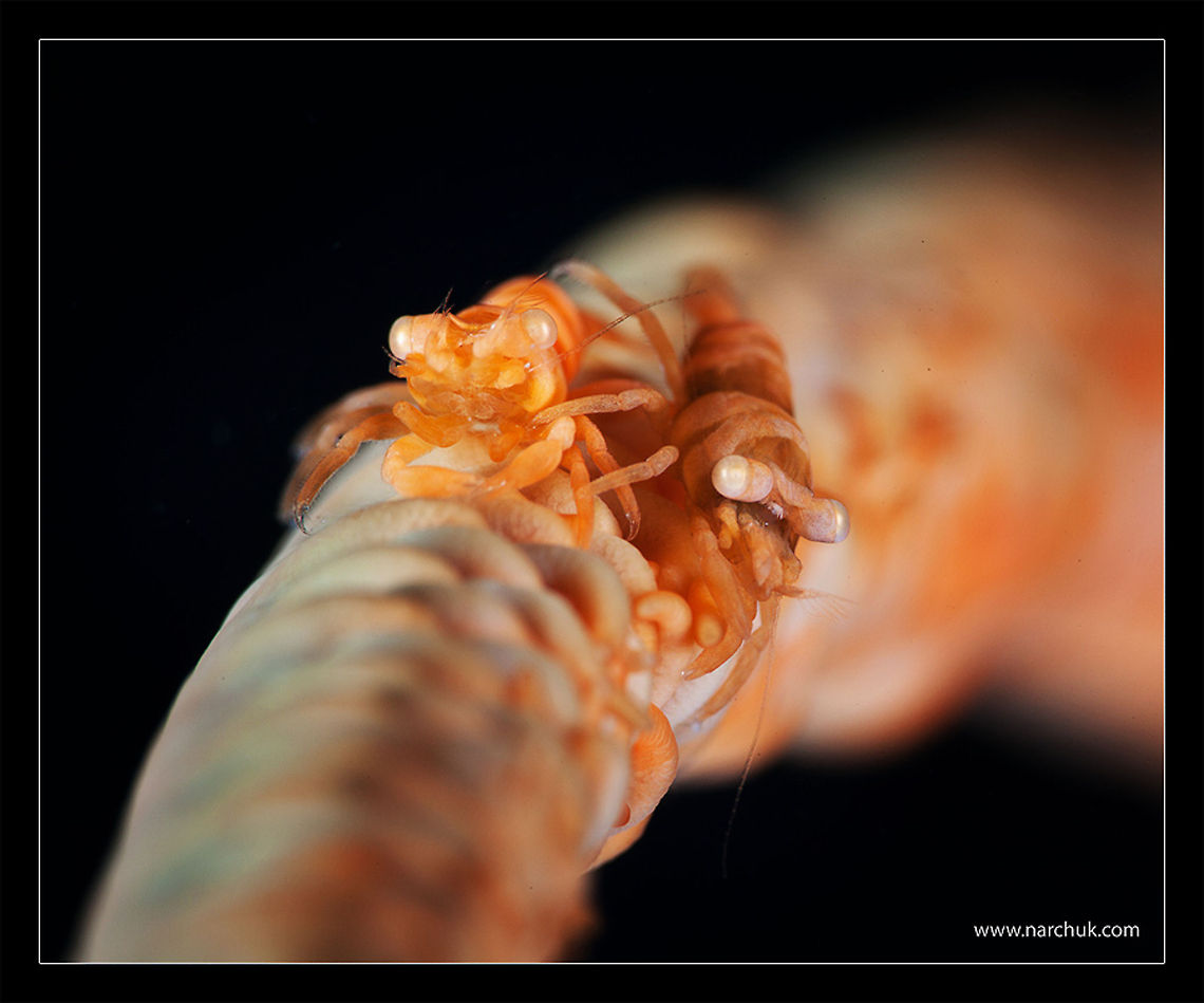 Twins Two small black coral shrimps - about 2mm long<br />
 Anker's whip coral shrimp,Philippines,Pontonides ankeri,coral,macro,shrimp,supermacro,underwater