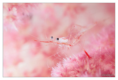 Glamour shrimp Philippines. Negros. 
Soft coral with back light. Manipontonia psamathe,Philippines,coral,macro,night,shrimp,underwater