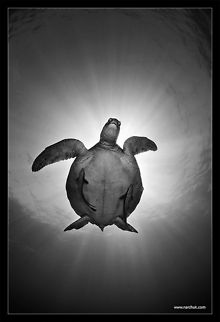 Sun Andrey - awesome site with interesting creatures. I am sure you retrieved the mardi gras mask when you were done with it, that made for great fine art photos. ~Bonnie~ Chelonia mydas,Green sea turtle,Philippines,black,sea,sun,turtle