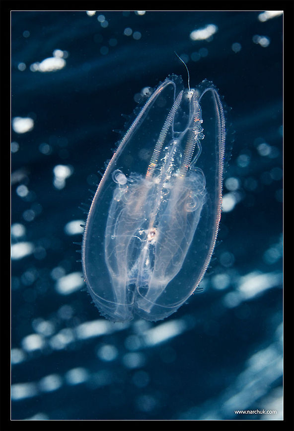 Alien Ctenophora<br />
Philippines Ctenophora,Jellyfish,Philippines,alien,macro,underwater