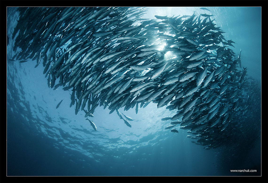 Smoke School of caranx. Philippines Caranx,Philippines,school,sea,underwater