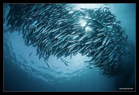 Smoke School of caranx. Philippines Caranx,Philippines,school,sea,underwater