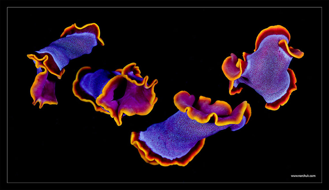 Flamenco flat worm night dance Pseudoceros ferrugineus,color,dance,macro,night,underwater,worm