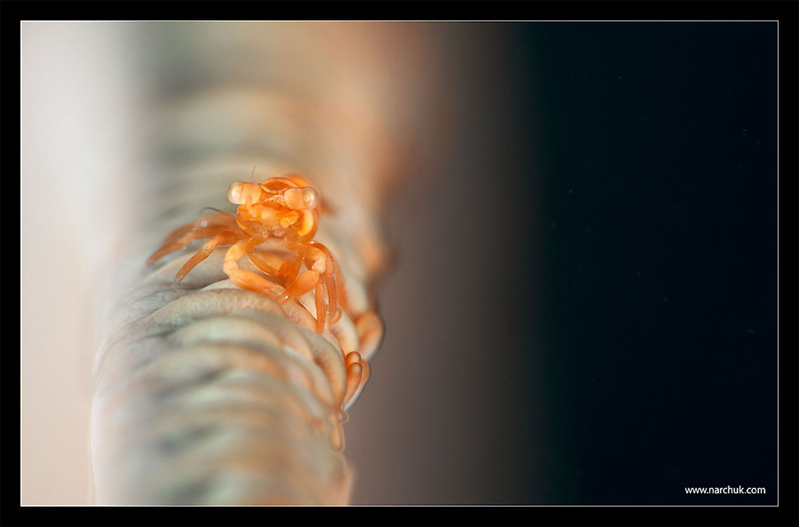 The light part of the macro black coral shrimp on sea whip Philippines,Underwater,macro,shrimp