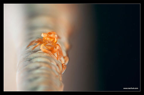 The light part of the macro black coral shrimp on sea whip Philippines,Underwater,macro,shrimp
