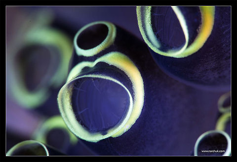 Choir underwater macro, Philippines Phiillipines,macro,underwater