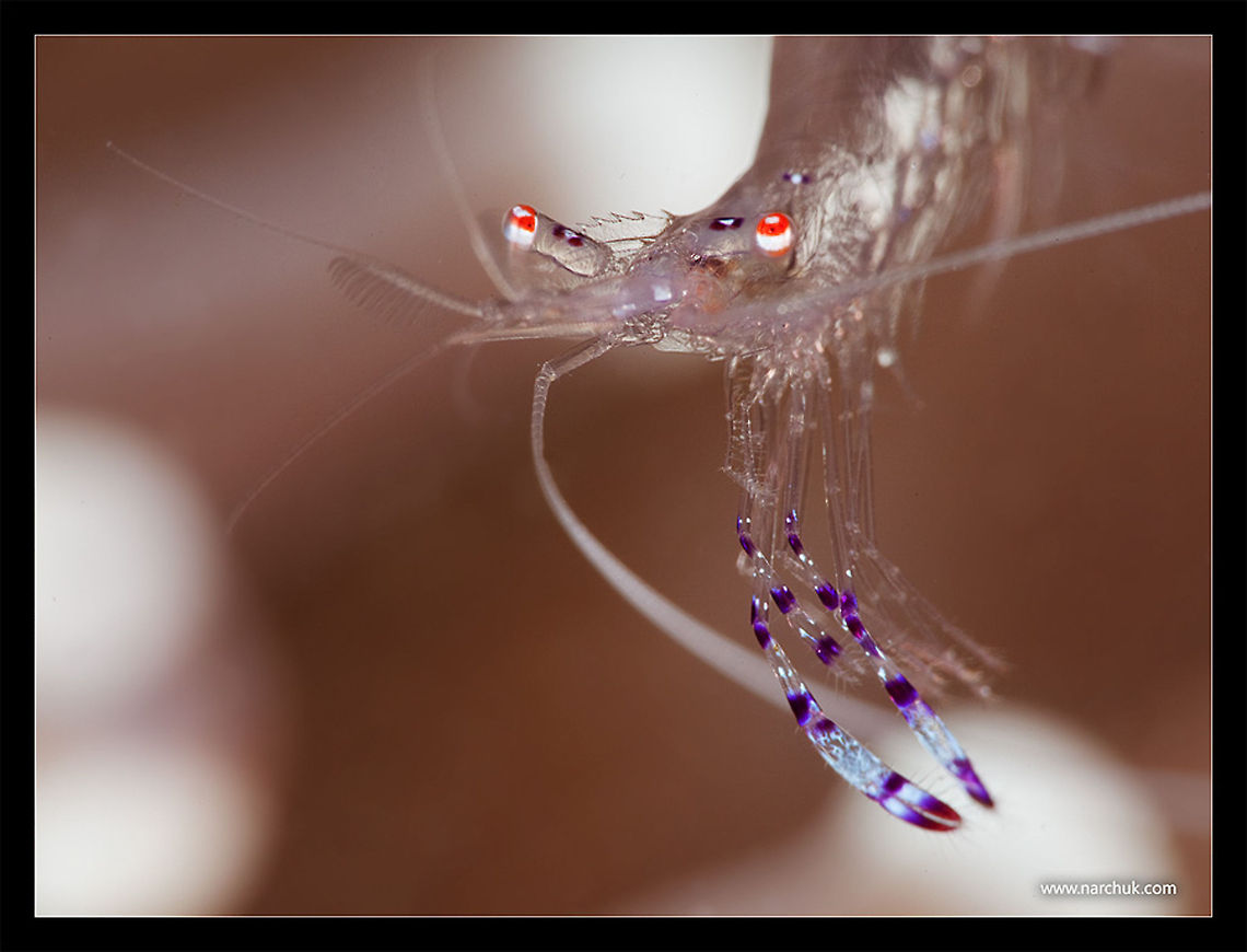 Ghost shrimps Palaemonidae<br />
Philippines. Negros island Ancylomenes sarasvati,Sarasvati anemone shrimp,Transparent,nacro,philipines,shrimp,underwater