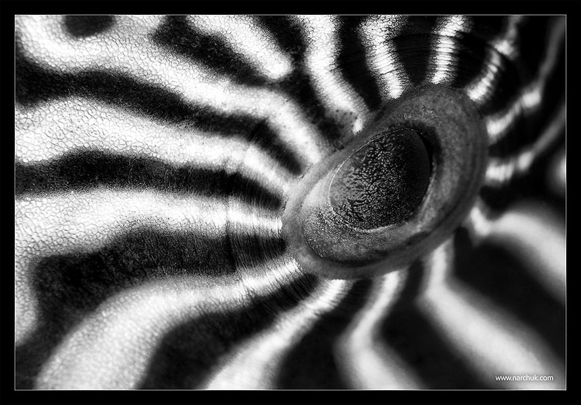 Hypnotic eye Eye of Map puffer (Arothron mappa) <br />
Philippines. Negros island. 2012 eye,macro,philippines,underwater