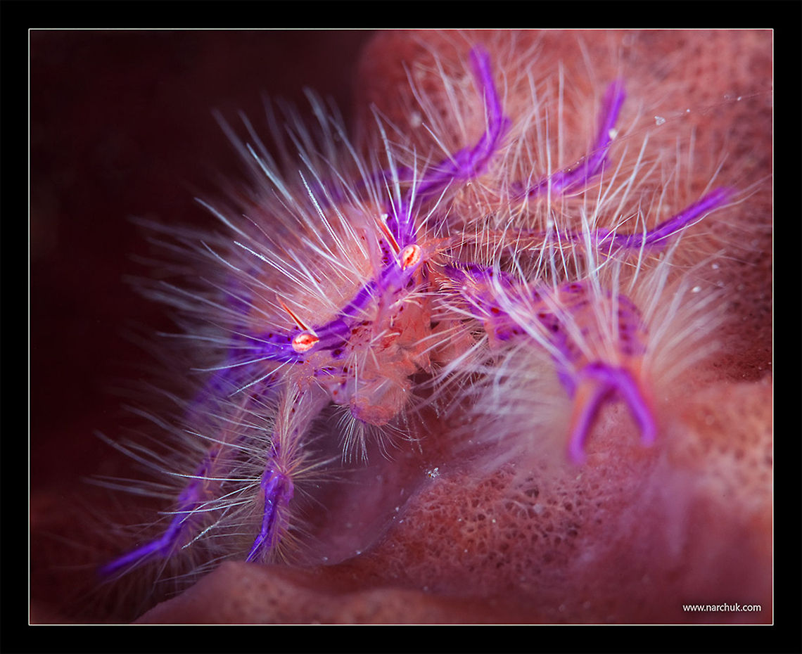 Monster hairy squad lobster Lauriea siagiani,Philippines,Underwater,macro,squad lobster