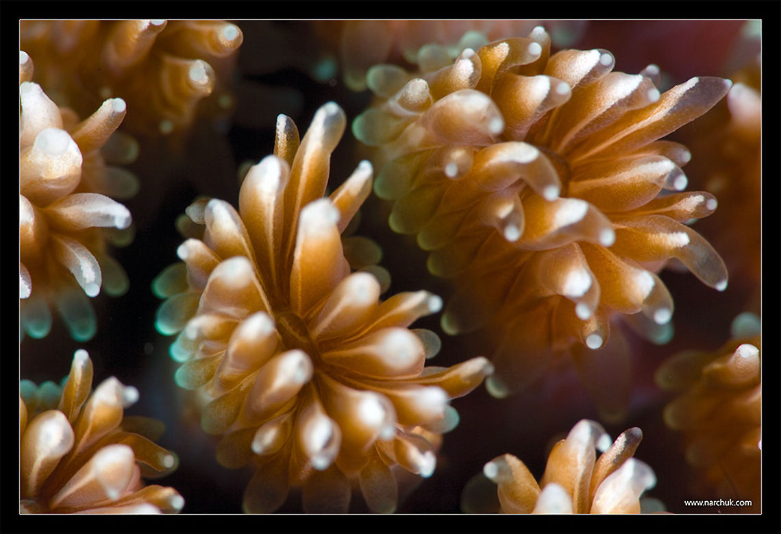 Alien form coral at close-up Philippines,coral,form,macro,pattern,textue,underwater