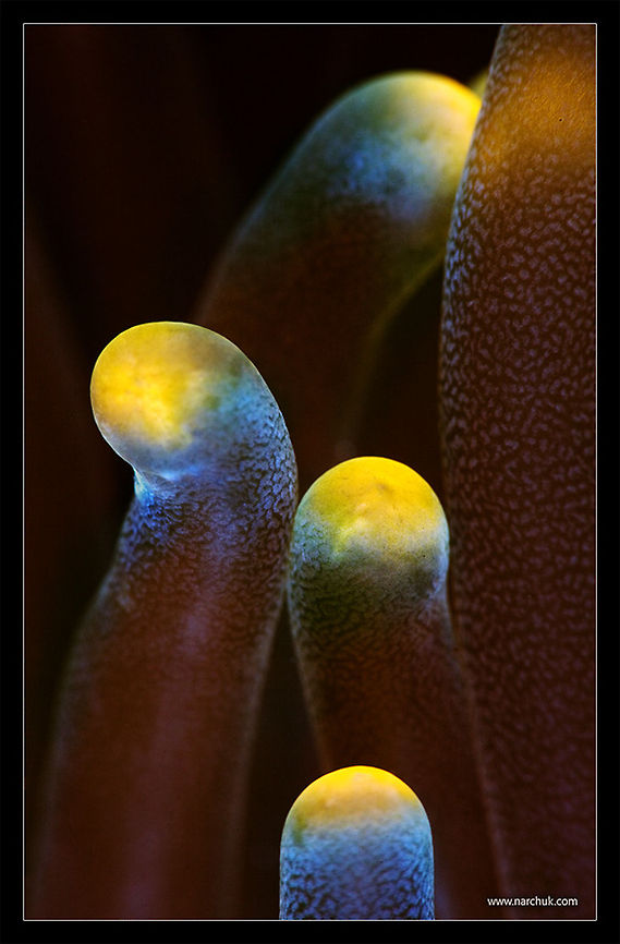 Tentacles Anemon close-up Philippines,Underwater,anemon,color,form