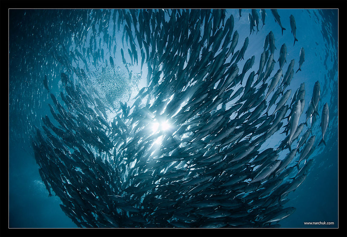swirl school of caranx. Philippines Caranx latus,Horse-eye jack,Philippines,fish,school,underwater
