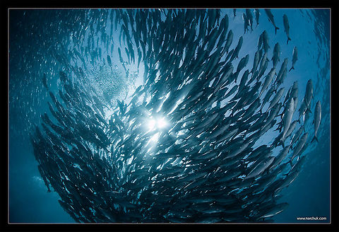 swirl school of caranx. Philippines Caranx latus,Horse-eye jack,Philippines,fish,school,underwater