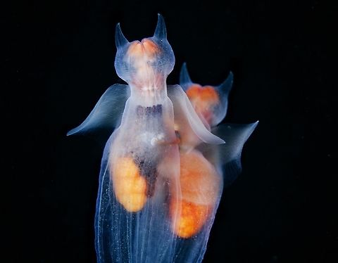 Angels in love Okhotsk sea near Sakhalin island
pair of sea angels Clione limacina,Russia,breeding,macro,sea angel,underwater
