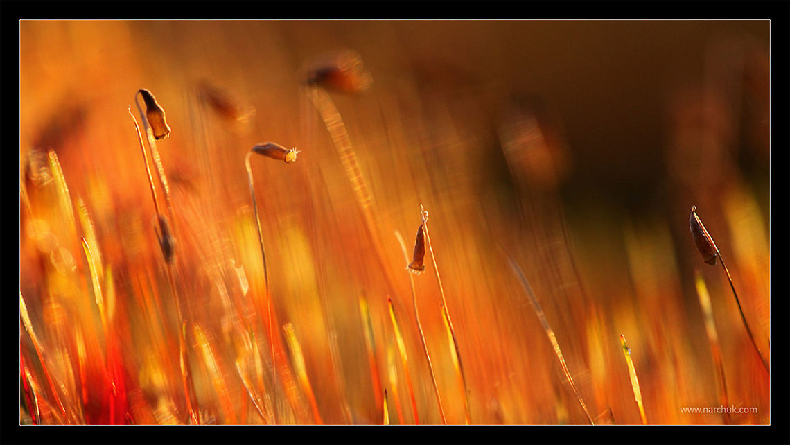 Golden moss  Russia,color,moss,sunset,swamp