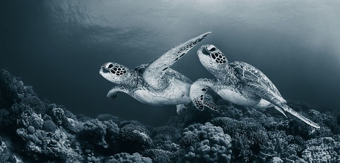 Twin dance  Chelonia mydas,Green sea turtle,Sea Turtle,coral,philipines,twin