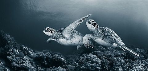 Twin dance  Chelonia mydas,Green sea turtle,Sea Turtle,coral,philipines,twin