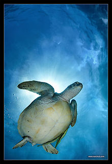 across the sky  Chelonia mydas,Green sea turtle,philipines,sea turtle