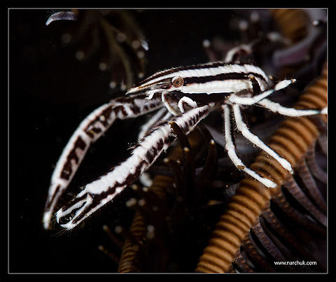 Squad lobster Philippines. Dark water lily and squad lobster on it.  Allogalathea elegans,squad lobster