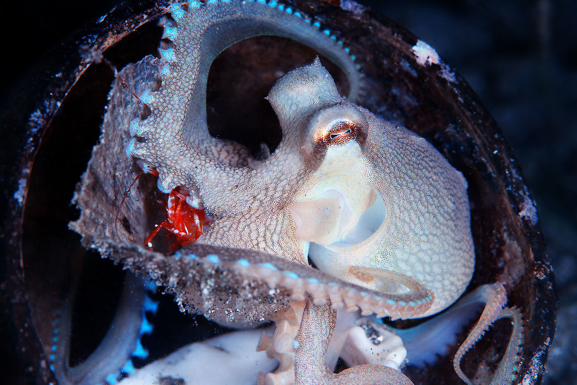 Octopus night hunt Octopus catch shrimp and take it to it&#039;s home. Amphioctopus marginatus,Coconut octopus,Geotagged,Philippines,Winter,hunt,night,shrimp