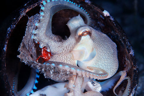 Octopus night hunt Octopus catch shrimp and take it to it's home. Amphioctopus marginatus,Coconut octopus,Geotagged,Philippines,Winter,hunt,night,shrimp