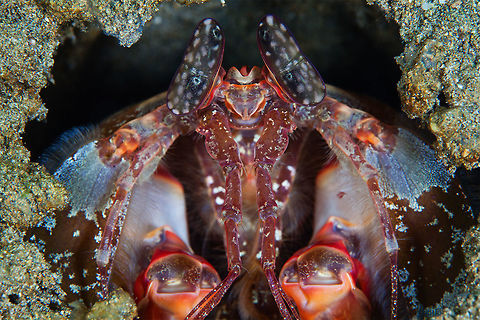 Giant That was the biggest mantis that i ever see. Lysiosquillina maculata,Philippines,Underwater,Zebra mantis shrimp