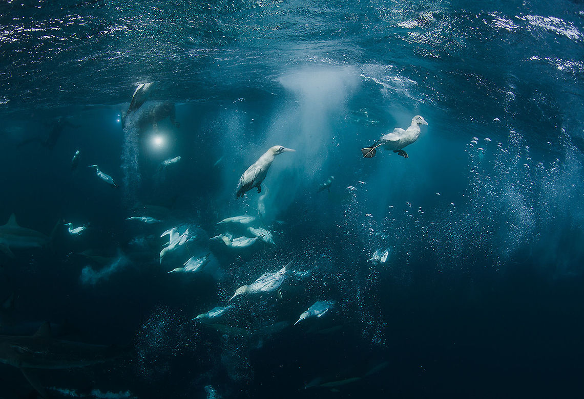 Dive season Cape gannet diving for sardine. South Africa, sardine run 2019. Cape gannet,Morus capensis,Sardine Run,South Africa,Underwater,hunting birds