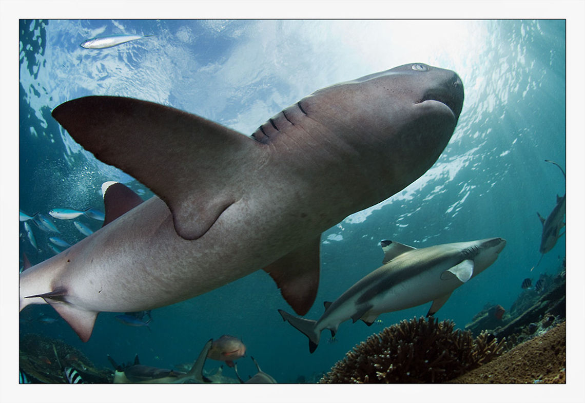 Megaladon and White Tip Sharks Fiji Sharks<br />
white tips<br />
super wide angle Carcharhinus Longimanus,Fiji,Oceanic Whitetip Shark,Sharks,Triaenodon obesus,Underwater,Whitetip reef shark