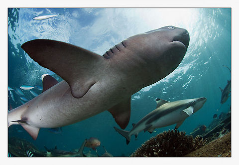 Megaladon and White Tip Sharks Fiji Sharks
white tips
super wide angle Carcharhinus Longimanus,Fiji,Oceanic Whitetip Shark,Sharks,Triaenodon obesus,Underwater,Whitetip reef shark