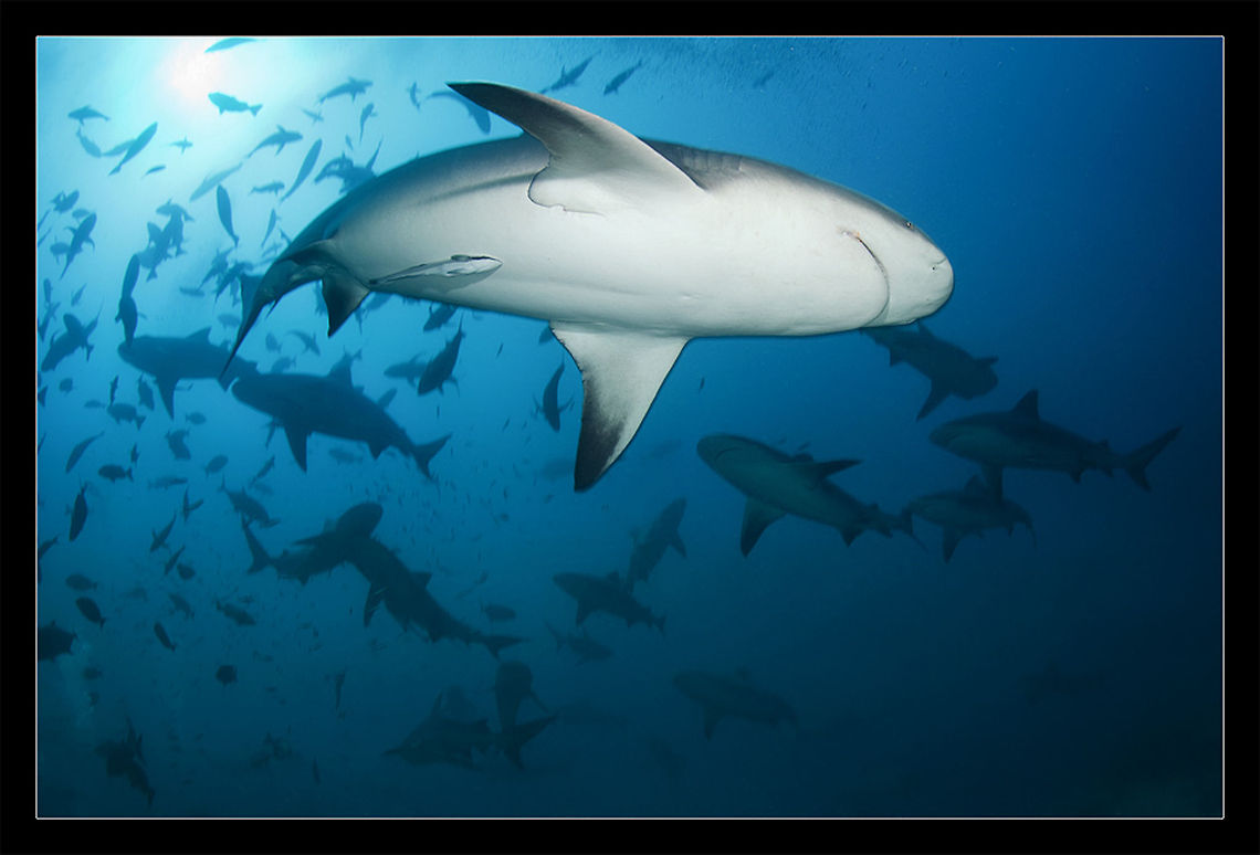 Bullsharks Whirpool Fiji Sharks<br />
horde of bull sharks Bull Shark,Bull shark,Carcharhinus leucas,Fiji,Sharks,Underwater,blue,horde,sea,whirpool