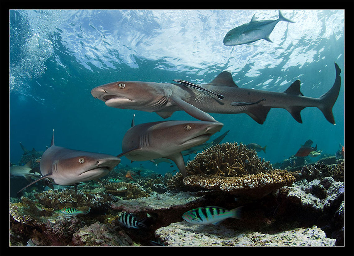 Three White Tip Sharks in Fiji Fiji Sharks<br />
white tips Carcharhinus Longimanus,Carcharhinus longimanus,Fiji,Oceanic Whitetip Shark,Oceanic whitetip shark,Sharks,Triaenodon obesus,Underwater,Whitetip Reef Shark