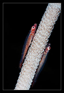 Pair of Goby Cambodia underwater macro. Pair of goby Cambodia,Goby,Macro,Underwater