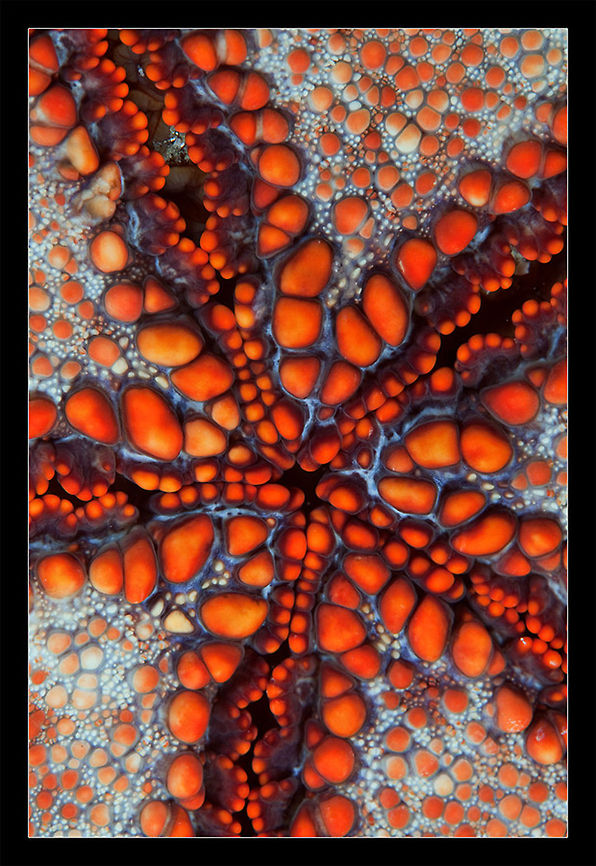 Sea Star Art Cambodia underwater macro.<br />
Sea star.  Cambodia,Macro,Starfish,Underwater,art,red