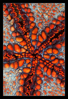 Sea Star Art Cambodia underwater macro.
Sea star.  Cambodia,Macro,Starfish,Underwater,art,red