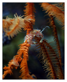 Crab Catcher Cambodia underwater macro. unknown spieces of crab Anthozoa,Cambodia,Crabs,Underwater,cather,coral