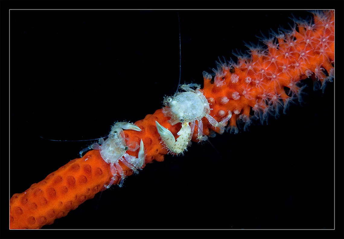 Coral Crabs Opposition Cambodia underwater macro. pair of coral crabs Anthozoa,Cambodia,Night,coral,crabs,opposition,underwater