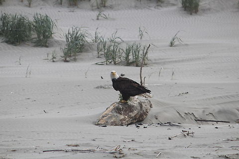 357  Bald Eagle,Geotagged,Haliaeetus leucocephalus,United States