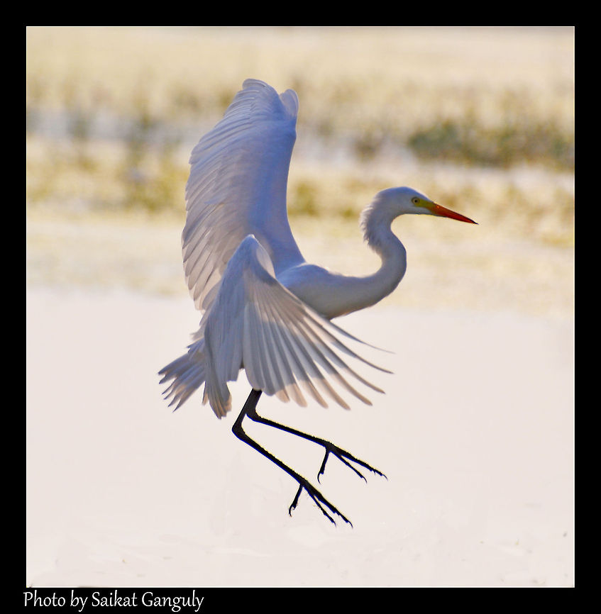 Egret  Ardea alba,Egret,Great Egret