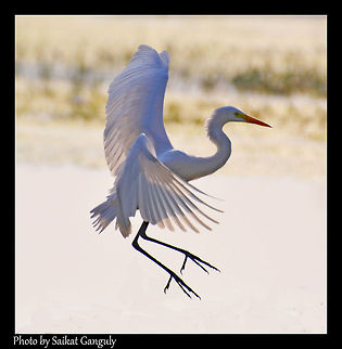 Egret  Ardea alba,Egret,Great Egret