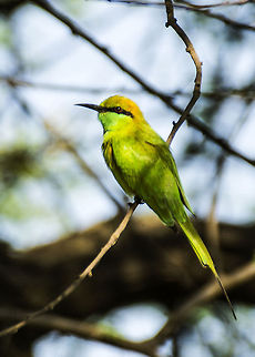 Green Bee Eater  Geotagged,Green Bee-eater,India,Merops orientalis