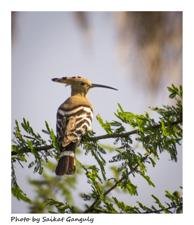 Hoopoe Hoopoe , in bengali language it is called Mohan Chura for its beatiful feather crown Geotagged,Hoopoe,India,Upupa epops