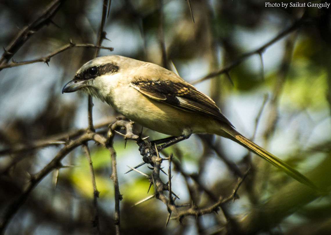 Long tailed shrike. A very fast moving bird. The picture is a bit clumsy. Sorry for the quality Geotagged,India,Lanius schach,Long-tailed Shrike