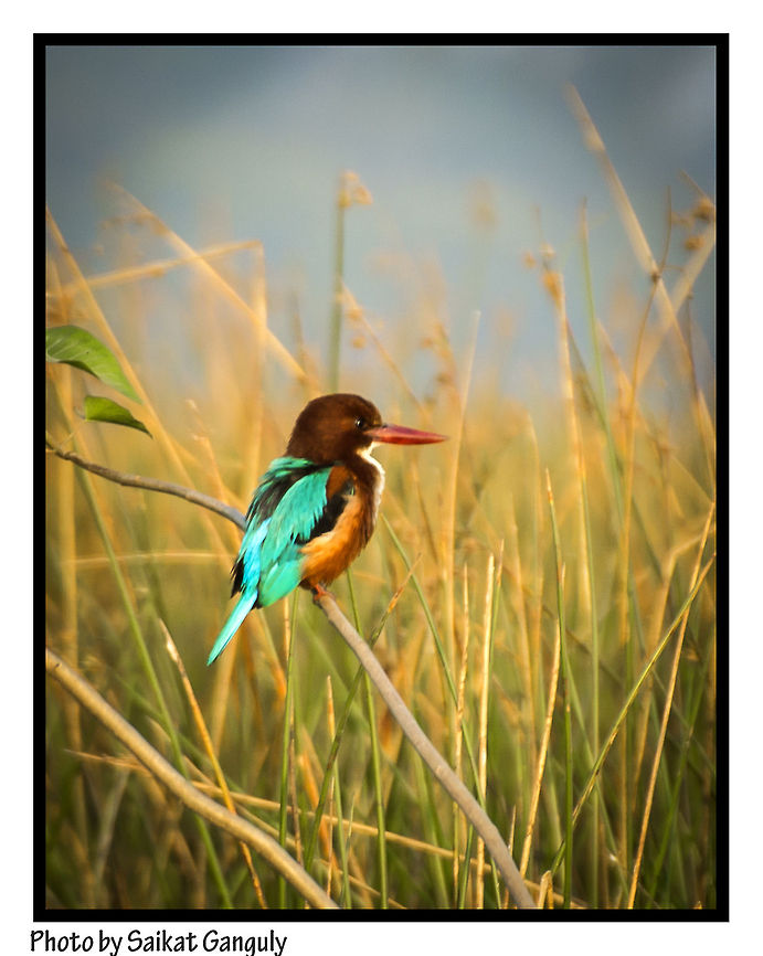 kingfisher  Halcyon smyrnensis,White-throated Kingfisher