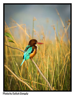 kingfisher  Halcyon smyrnensis,White-throated Kingfisher