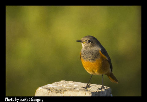 Hodgsons Redstart