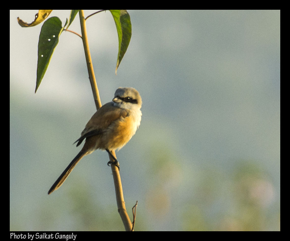 Long Tailed Shrike  Lanius schach,Long-tailed Shrike